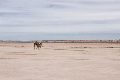 View of horses on beach against sky