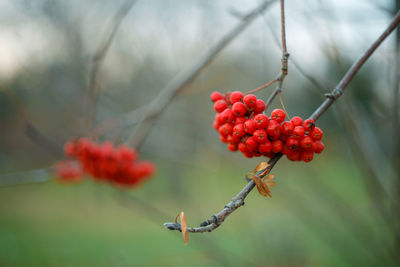 Close-up of rowan red berries growing on the tree branch