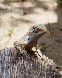 Close-up of a lizard on tree