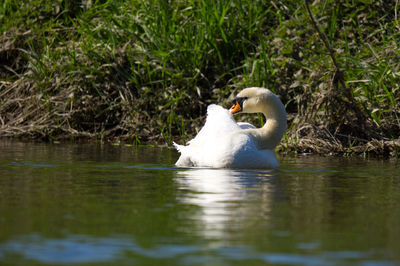 Close-up of duck in lake