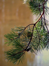 Trees in pond