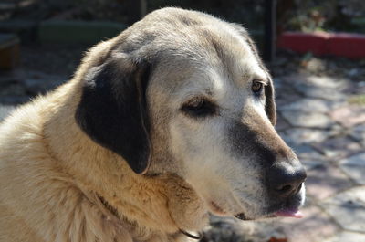 Close-up of dog looking away