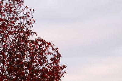 Low angle view of autumnal tree against sky