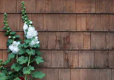 Close-up of plants on wooden table