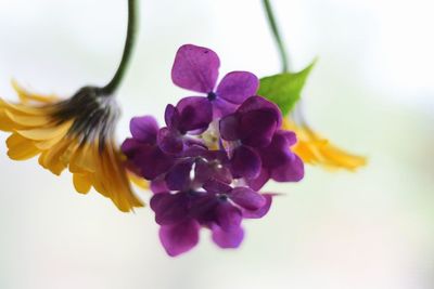 Close-up of purple flowers against white background