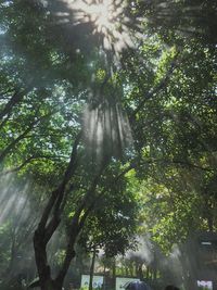 Low angle view of trees in forest