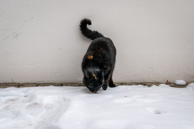 Black dog in snow