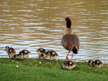 Egyptian geese swimming on lake