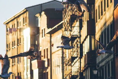 Low angle view of pigeon flying against building