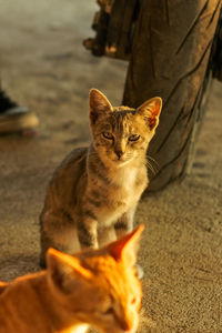 Close-up of cat