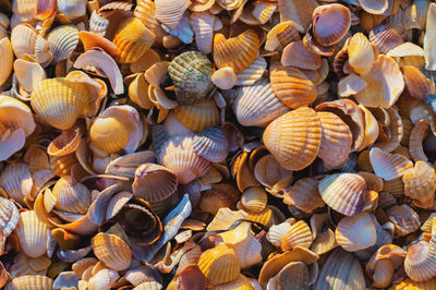 Background of sea shells. beach sand from crushed and whole shells close-up, top view