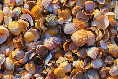 Full frame shot of seashells