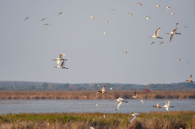 Seagulls flying in the sky