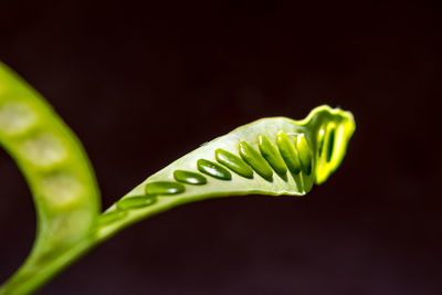 Close-up of beans in plant pod