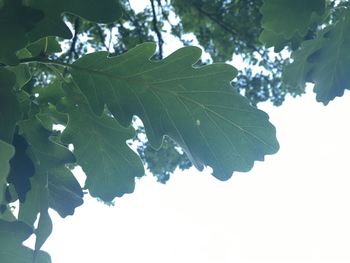 Close-up of leaves