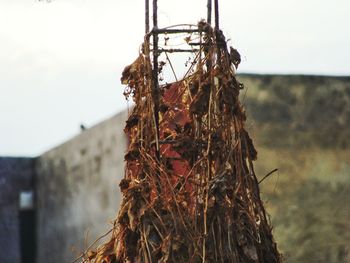 Close-up of hanging against sky