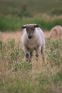 Portrait of sheep standing in field