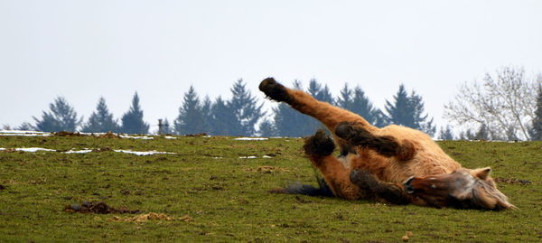 Horse on field against sky during winter