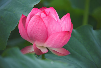 Close-up of pink lotus water lily