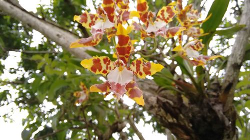 Close-up of orange flowers on tree