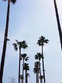 Low angle view of palm trees against sky