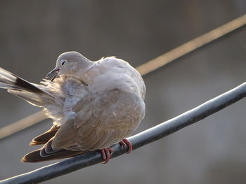 Close-up of bird perching on a branch