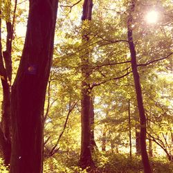 Sunlight streaming through trees in forest