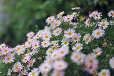 Close-up of white flowers blooming in field