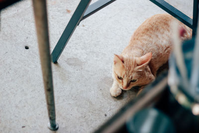 High angle view of cat sleeping