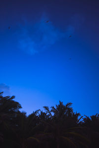 Low angle view of birds flying against blue sky