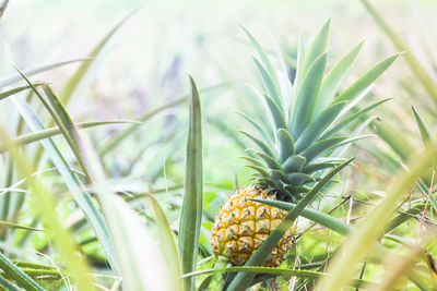 Close-up of fruit growing on field