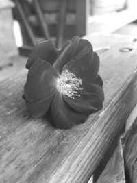 Close-up of flower on table