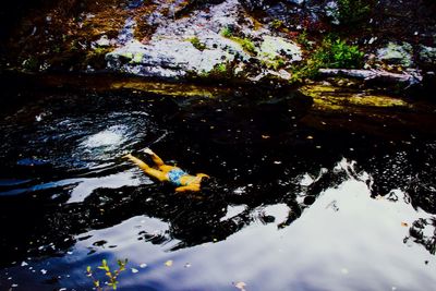 Reflection of trees in water