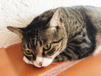 Close-up portrait of a cat