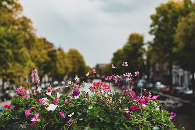 Close-up of pink flowering plants against sky