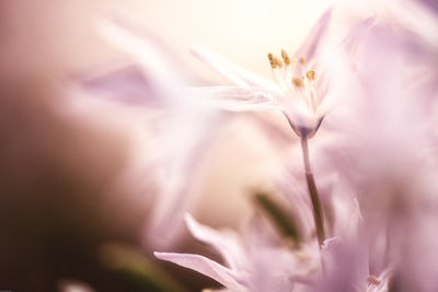 Close-up of flowers blooming outdoors