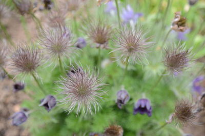 High angle view of flowering plants on field