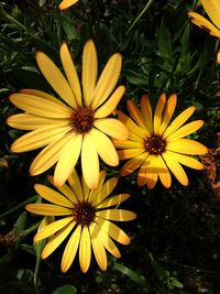 High angle view of yellow daisy blooming outdoors