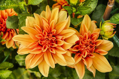 Close-up of orange dahlia flowers