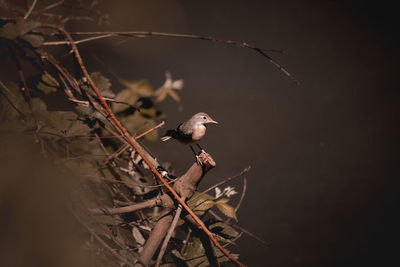 Low angle view of bird perching on branch