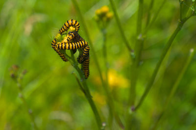 Close-up of insect on flower