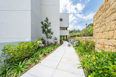 Empty footpath amidst plants