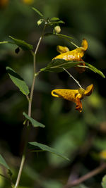 Close-up of yellow flowers