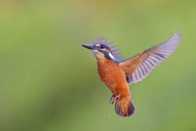 Close-up of a bird flying