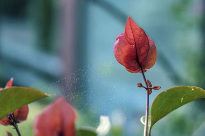 Close-up of red leaves on plant