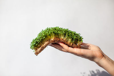 Cropped image of person holding bread against white background