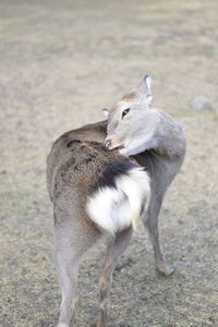 View of an animal on field