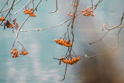 Close-up of orange berries on plant