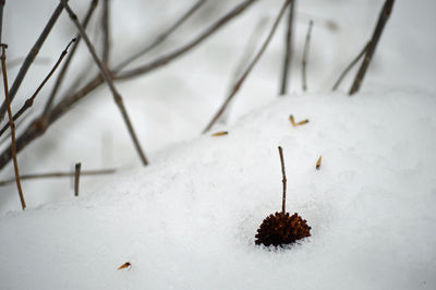 Close-up of snow covered plants