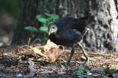 Close-up of bird perching outdoors